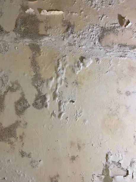 Best Office Mold Removal Services  in Hialeah, FL